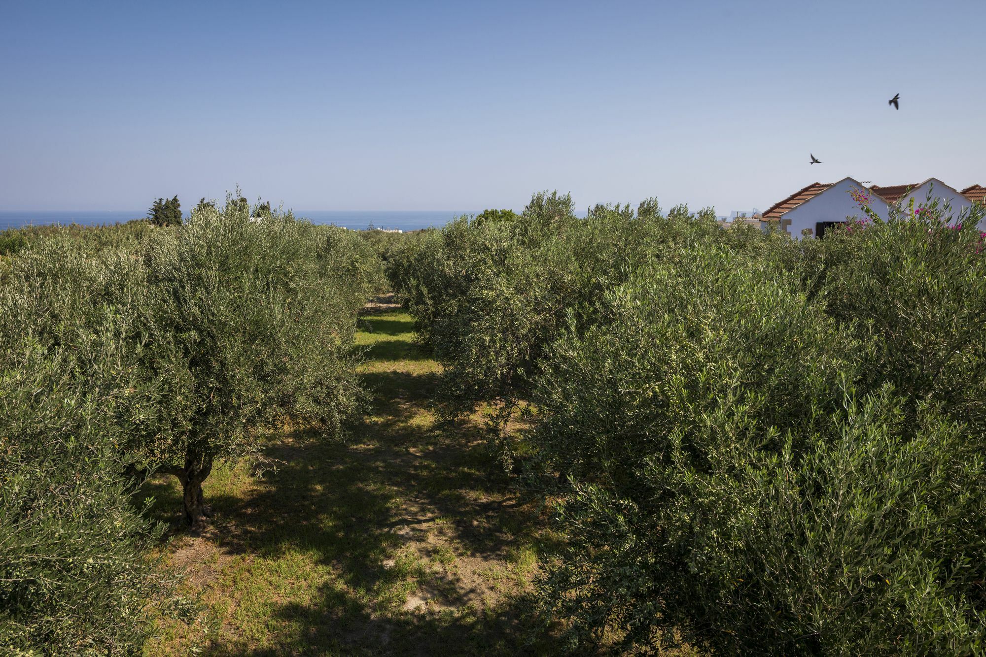 Orionas Village Като Дарацо Екстериор снимка